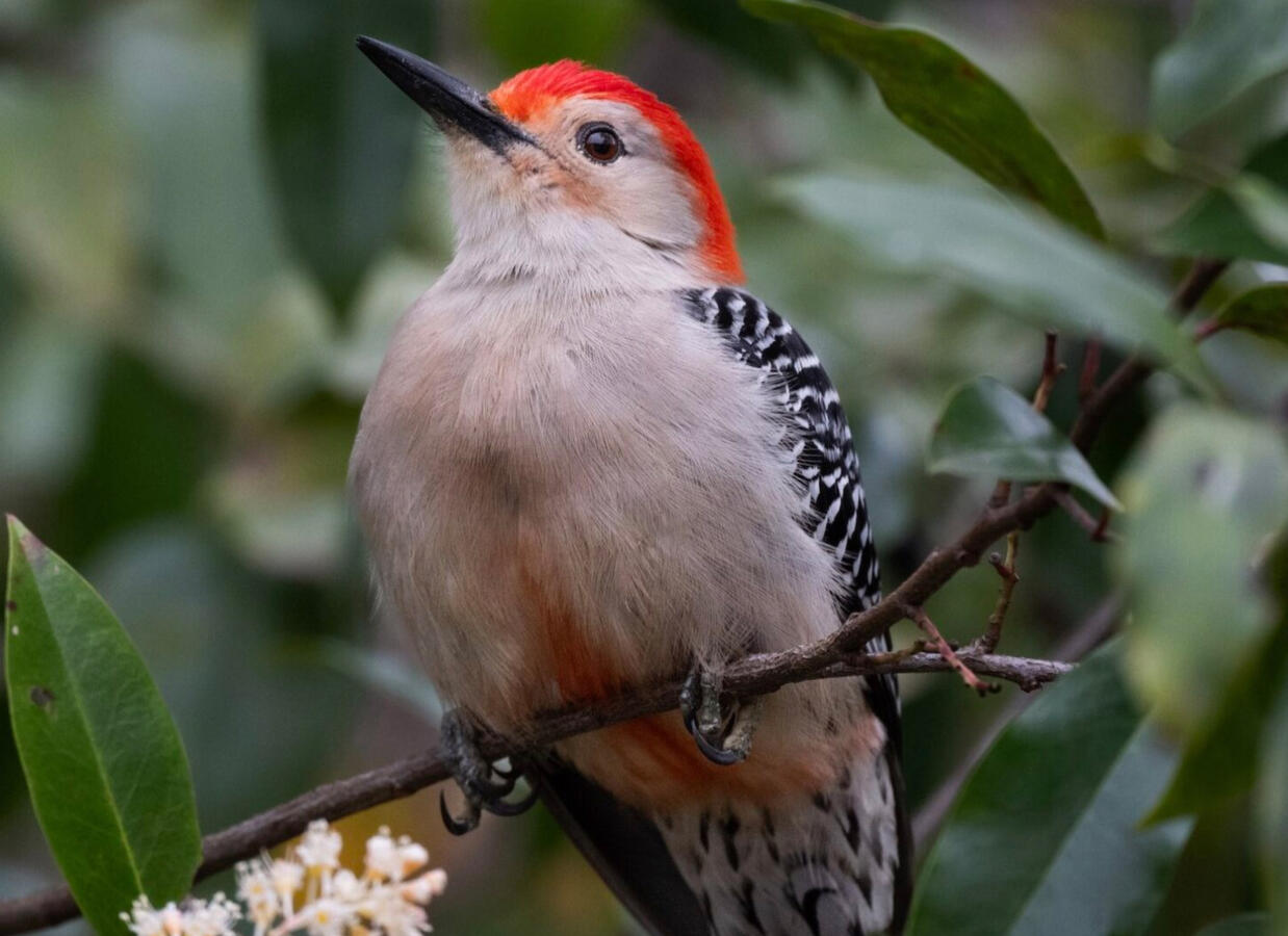 Gardening for Birds. Promotional/Documentary. Kristen Hannah. c. 2024